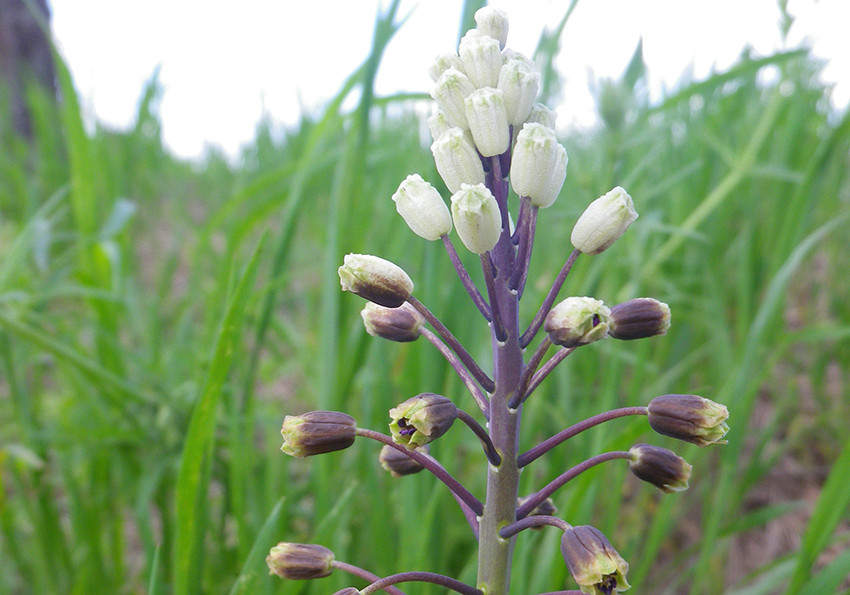  сарматська (Bellevalia sarmatica)